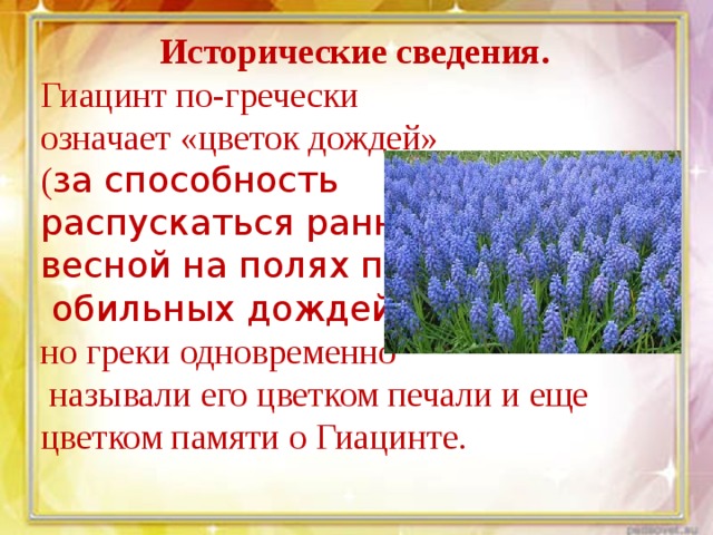 Исторические сведения.  Гиацинт по-гречески означает «цветок дождей» ( за способность распускаться ранней весной на полях после  обильных дождей), но греки одновременно  называли его цветком печали и еще цветком памяти о Гиацинте. 