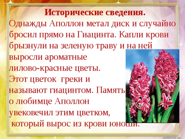 Исторические сведения.  Однажды Аполлон метал диск и случайно бросил прямо на Гиацинта. Капли крови брызнули на зеленую траву и на ней выросли ароматные лилово-красные цветы. Этот цветок греки и называют гиацинтом. Память о любимце Аполлон увековечил этим цветком,  который вырос из крови юноши. 