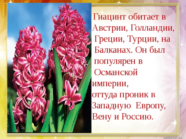   Гиацинт обитает в Австрии, Голландии,  Греции, Турции, на  Балканах. Он был  популярен в  Османской империи, оттуда проник в Западную Европу, Вену и Россию. 