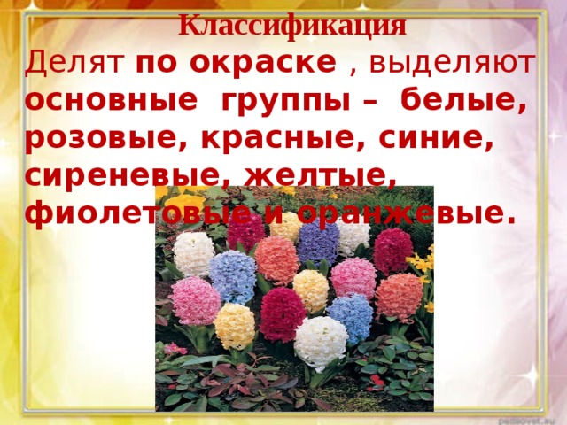 Классификация Делят по окраске , выделяют основные группы –  белые, розовые, красные, синие, сиреневые, желтые, фиолетовые и оранжевые.    