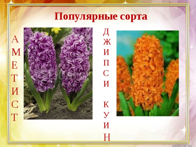 Популярные сорта Д Ж И П С И К У И Н А М Е Т И С Т 