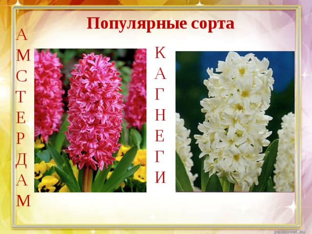 Популярные сорта А М С Т Е Р Д А М К А Г Н Е Г И 