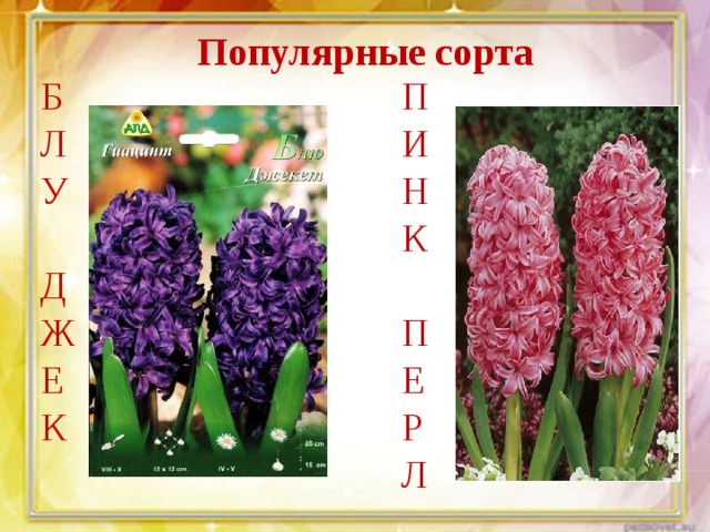 Популярные сорта П Б Л И У Н К Д Ж П Е Е К Р Л 