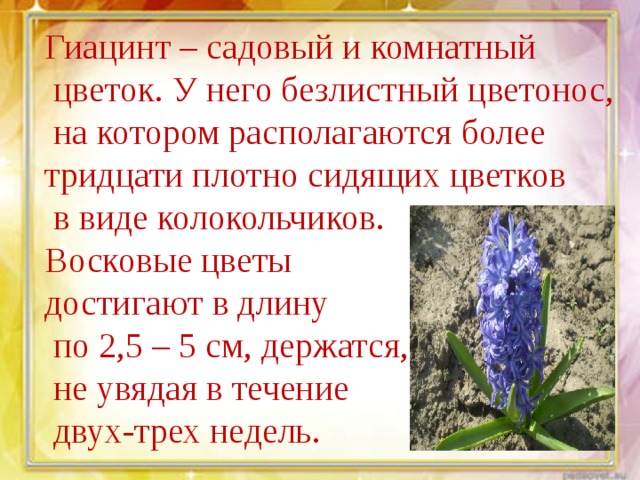 Гиацинт – садовый и комнатный  цветок. У него безлистный цветонос,  на котором располагаются более тридцати плотно сидящих цветков  в виде колокольчиков. Восковые цветы достигают в длину  по 2,5 – 5 см, держатся,  не увядая в течение  двух-трех недель. 