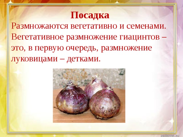 Посадка Размножаются вегетативно и семенами. Вегетативное размножение гиацинтов – это, в первую очередь, размножение луковицами – детками. 