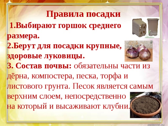 Правила посадки  1.Выбирают горшок среднего размера. 2.Берут для посадки крупные, здоровые луковицы. 3. Состав почвы: обязательны части из дёрна, компостера, песка, торфа и листового грунта. Песок является самым верхним слоем, непосредственно на который и высаживают клубни.   