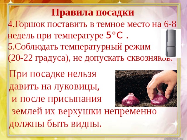 Правила посадки 4.Горшок поставить в темное место на 6-8 недель при температуре 5°С . 5.Соблюдать температурный режим (20-22 градуса), не допускать сквозняков.  При посадке нельзя давить на луковицы,  и после присыпания  землей их верхушки непременно должны быть видны. 