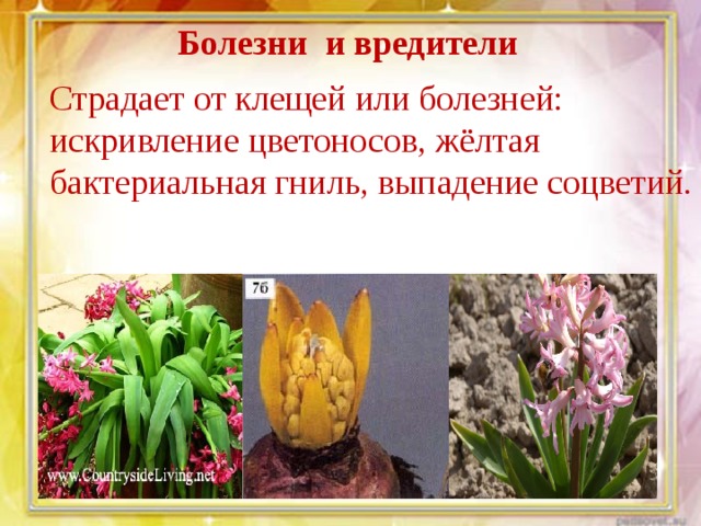 Болезни и вредители   Страдает от клещей или болезней: искривление цветоносов, жёлтая бактериальная гниль, выпадение соцветий. 