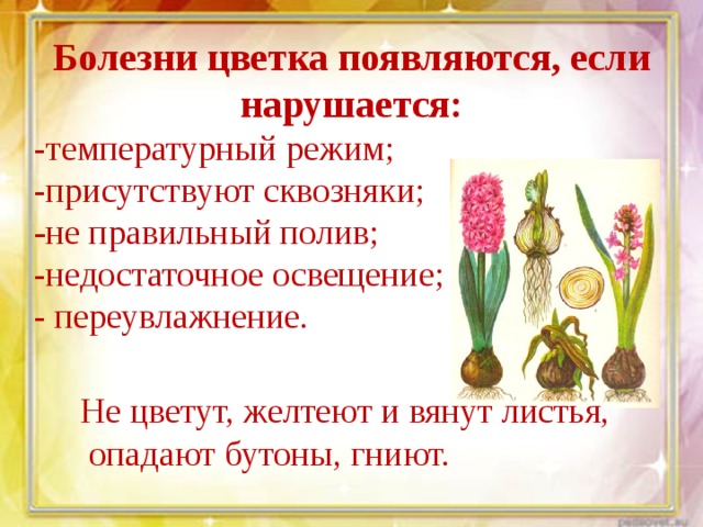 Болезни цветка появляются, если нарушается: -температурный режим; -присутствуют сквозняки; - не правильный полив; -недостаточное освещение; - переувлажнение.   Не цветут, желтеют и вянут листья,  опадают бутоны, гниют. 