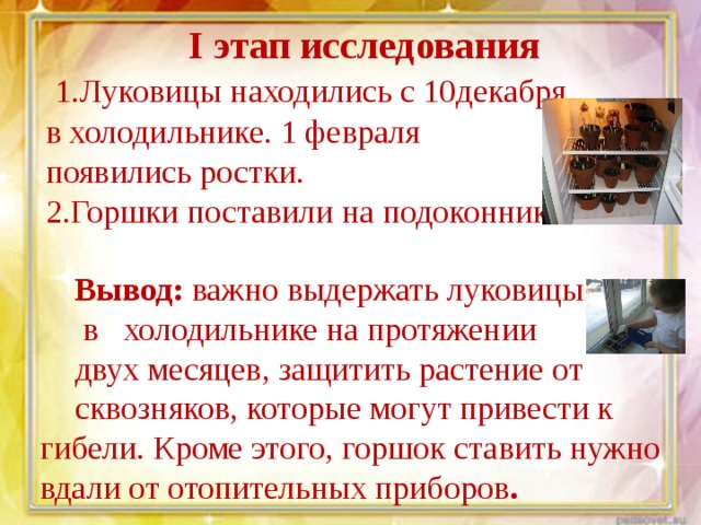 I этап исследования  1.Луковицы находились с 10декабря в холодильнике. 1 февраля появились ростки. 2.Горшки поставили на подоконник. Вывод: важно выдержать луковицы  в холодильнике на протяжении двух месяцев, защитить растение от сквозняков, которые могут привести к гибели. Кроме этого, горшок ставить нужно вдали от отопительных приборов . 