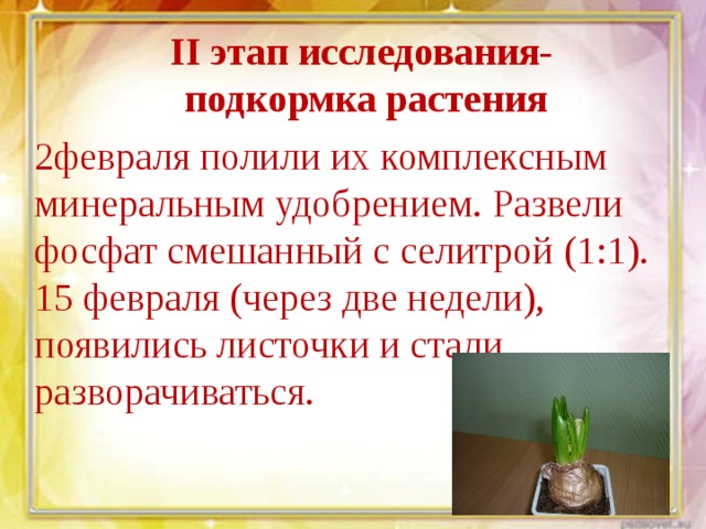II этап исследования-  подкормка растения 2февраля полили их комплексным минеральным удобрением. Развели фосфат смешанный с селитрой (1:1). 15 февраля (через две недели), появились листочки и стали разворачиваться. 