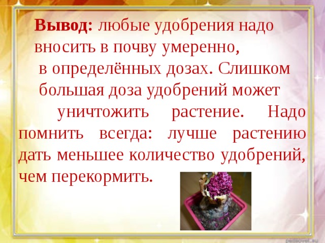 Вывод: любые удобрения надо вносить в почву умеренно,  в определённых дозах. Слишком  большая доза удобрений может  уничтожить растение. Надо помнить всегда: лучше растению дать меньшее количество удобрений, чем перекормить. 