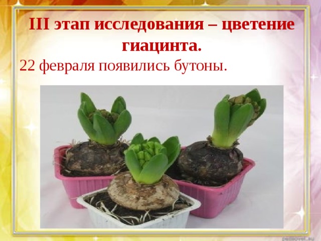 III этап исследования – цветение гиацинта. 22 февраля появились бутоны. 