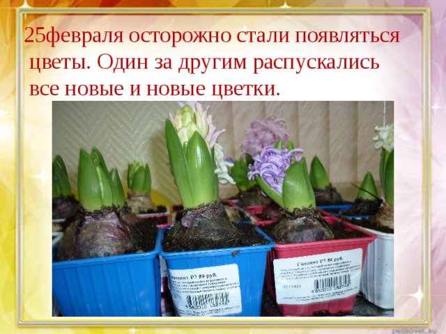 25февраля осторожно стали появляться  цветы. Один за другим распускались  все новые и новые цветки. 