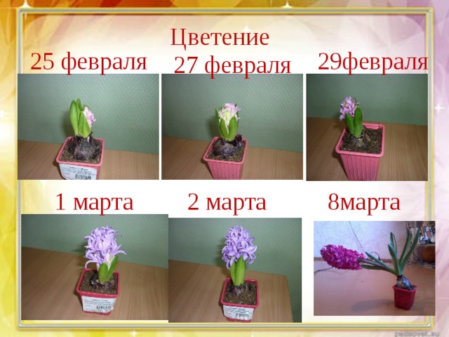 Цветение 25 февраля 29февраля 27 февраля 1 марта 2 марта 8марта 