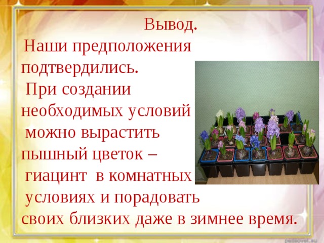 Вывод.  Наши предположения подтвердились.  При создании необходимых условий  можно вырастить пышный цветок –  гиацинт в комнатных  условиях и порадовать своих близких даже в зимнее время. 