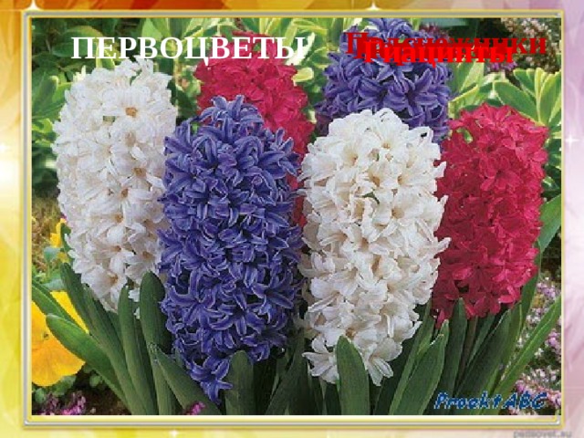 Подснежники ПЕРВОЦВЕТЫ Тюльпаны Нарциссы Гиацинты 