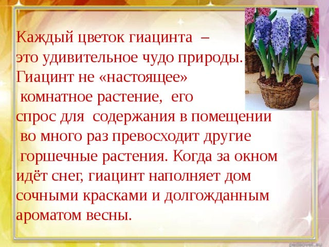 Каждый цветок гиацинта – это удивительное чудо природы. Гиацинт не «настоящее»  комнатное растение, его спрос для содержания в помещении  во много раз превосходит другие  горшечные растения. Когда за окном идёт снег, гиацинт наполняет дом сочными красками и долгожданным ароматом весны. 