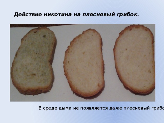 Действие никотина на плесневый грибок. В среде дыма не появляется даже плесневый грибок. 