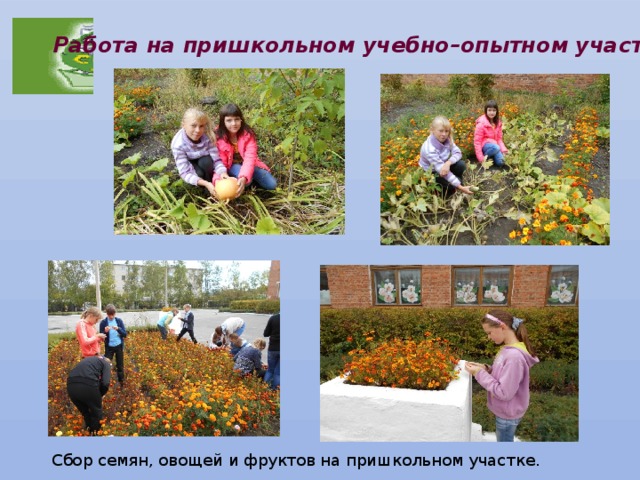 Работа на пришкольном учебно–опытном участке. Сбор семян, овощей и фруктов на пришкольном участке. 