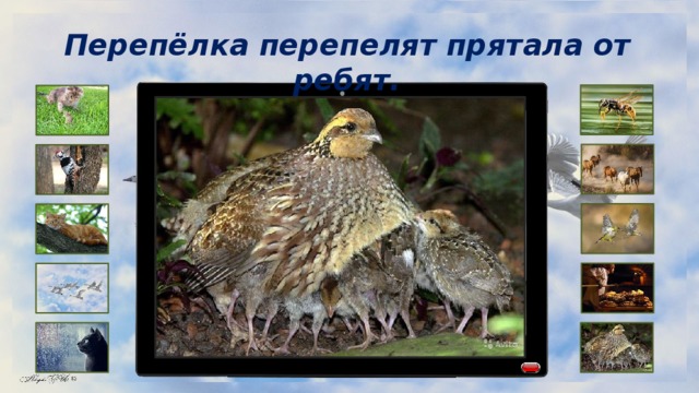 Перепёлка перепелят прятала от ребят. 