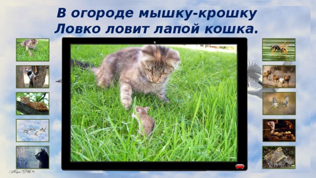 В огороде мышку-крошку Ловко ловит лапой кошка. 