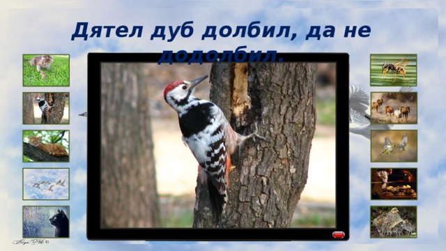 Дятел дуб долбил, да не додолбил. 