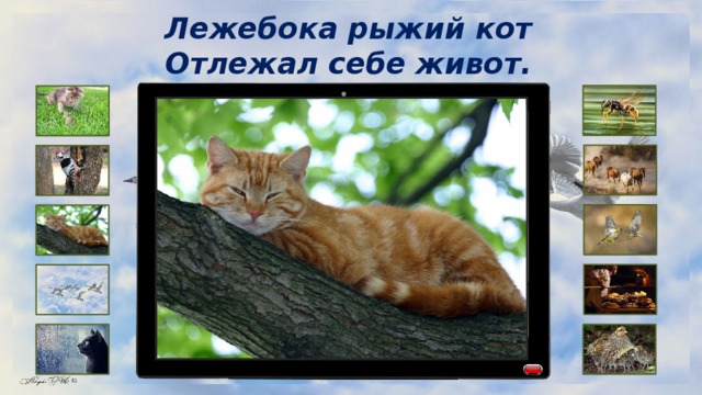 Лежебока рыжий кот Отлежал себе живот. 