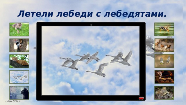 Летели лебеди с лебедятами. 