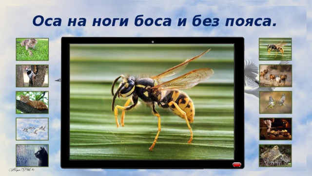 Оса на ноги боса и без пояса. 