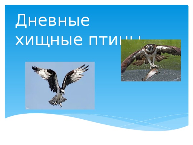 Дневные хищные птицы 