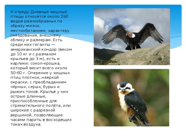 К отряду Дневные хищные птицы относятся около 290 видов разнообразных по образу жизни, местообитаниям, характеру гнездования, внешнему облику и размерам. Есть среди них гиганты — американский кондор (весом до 10 кг и с размахом крыльев до 3 м), есть и карлики: сокол-крошка, который весит всего около 50-60 г. Оперение у хищных птиц плотное, неяркой окраски, с преобладанием чёрных, серых, бурых и рыжих тонов. Крылья у них острые длинные, приспособленные для стремительного полёта, или широкие с разрезной вершиной, позволяющие часами парить в восходящих токах воздуха. 