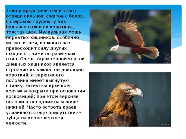 Тело у представителей этого отряда сильное, сжатое с боков, с широкою грудью; у них большая голова и короткая , толстая шея. Мускульная мощь пернатых хищников, особенно их лап и шеи, во много раз превосходит силу других сходных с ними по размерам птиц. Очень характерной чертой дневных хищников является строение их клюва: он довольно короткий, а верхняя его половина имеет выгнутую спинку, загнутый крючком кончик и покрыта при основании восковицей; при этом верхняя половина неподвижна и шире нижней. Часто острота краев усиливается еще присутствием зубца на конце верхней челюсти. 