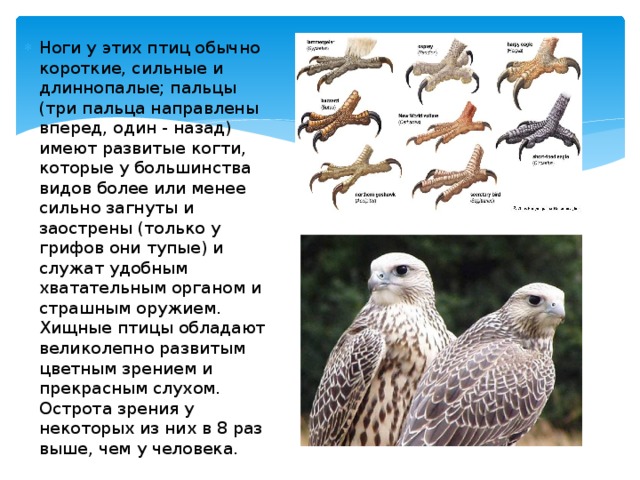 Ноги у этих птиц обычно короткие, сильные и длиннопалые; пальцы (три пальца направлены вперед, один - назад) имеют развитые когти, которые у большинства видов более или менее сильно загнуты и заострены (только у грифов они тупые) и служат удобным хватательным органом и страшным оружием. Хищные птицы обладают великолепно развитым цветным зрением и прекрасным слухом. Острота зрения у некоторых из них в 8 раз выше, чем у человека. 