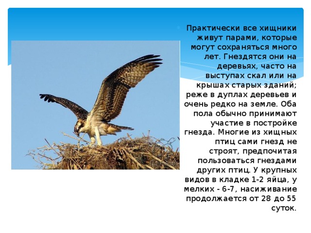 Практически все хищники живут парами, которые могут сохраняться много лет. Гнездятся они на деревьях, часто на выступах скал или на крышах старых зданий; реже в дуплах деревьев и очень редко на земле. Оба пола обычно принимают участие в постройке гнезда. Многие из хищных птиц сами гнезд не строят, предпочитая пользоваться гнездами других птиц. У крупных видов в кладке 1-2 яйца, у мелких - 6-7, насиживание продолжается от 28 до 55 суток. 