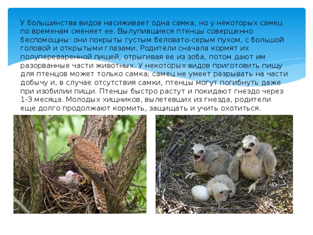 У большинства видов насиживает одна самка, но у некоторых самец по временам сменяет ее. Вылупившиеся птенцы совершенно беспомощны: они покрыты густым беловато-серым пухом, с большой головой и открытыми глазами. Родители сначала кормят их полупереваренной пищей, отрыгивая ее из зоба, потом дают им разорванные части животных. У некоторых видов приготовить пищу для птенцов может только самка; самец не умеет разрывать на части добычу и, в случае отсутствия самки, птенцы могут погибнуть даже при изобилии пищи. Птенцы быстро растут и покидают гнездо через 1-3 месяца. Молодых хищников, вылетевших из гнезда, родители еще долго продолжают кормить, защищать и учить охотиться. 