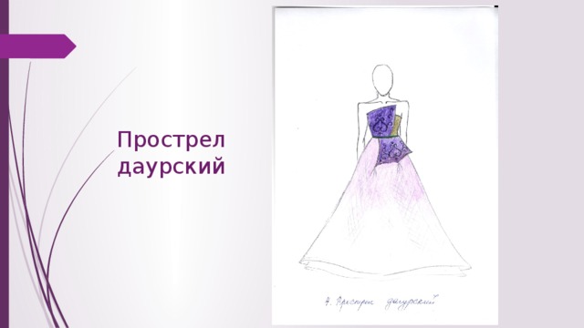 Прострел даурский 