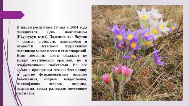 В нашей республике 18 мая с 2004 года празднуется День подснежника (Ньургуһун  күнэ). Подснежник в Якутии – символ стойкости, жизнелюбия и нежности. Якутскому подснежнику посвящено много песен и стихотворений. Наши весенние цветы обладают не только эстетической красотой, но и лекарственными свойствами. Во все времена прострелом лечили бессонницу и другие функциональные нервные заболевания, мигрень, неврастению, спазмофилию, неврозы, невриты, невралгии, соком растирали онемевшие части тела. 