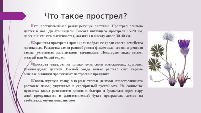 Что такое прострел? Это восхитительное раннецветущее растение. Прострел обильно цветет в мае, две-три недели. Высота цветущего прострела 15-20 см, далее он немного вытягивается, достигая в высоту около 30-40 см. Окрашены прострелы ярче и разнообразнее среди своего семейства лютиковых. Расцветка самая разнообразная фиолетовая, синяя, сиреневая гамма, усиленная золотистыми тычинками. Некоторые виды имеют желтый или белый окрас. Прострел лидирует не только из-за своих изысканных, крупных, бокаловидных цветков. Весной, когда только растаял снег, первые зеленые былинки пробуждают настроение праздника. Сквозь жухлую траву, в первые теплые денечки «простреливают» ростовые почки, укутанные в серебристый густой мех. На солнышке пушистая кочка развивается довольно быстро и буквально через пару дней превращается в фантастический букет прекрасных цветов на стебельках, опушенных шелком. 