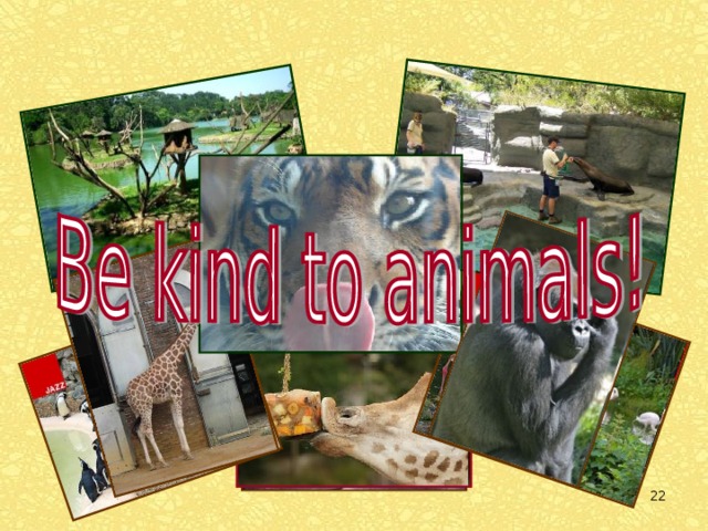 I saw, I saw, I saw A lion at the zoo. I saw, I saw, I saw to o . elephant A baby I saw, I saw, I saw A big grey kangaroo. I saw I saw, I saw, them at the Zoo. I saw  