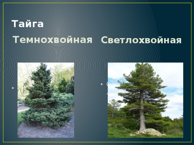 Тайга Темнохвойная Светлохвойная Ель, пихта Сосновые, лиственничные 
