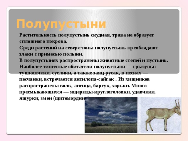 Полупустыни Растительность полупустынь скудная, трава не образует сплошного покрова. Среди растений на севере зоны полупустынь преобладают злаки с примесью полыни. В полупустынях распространены животные степей и пустынь. Наибо­лее типичные обитатели полупустыни — грызуны: тушканчики, сусли­ки, а также заяц-русак, в песках — песчанки, встречается антилопа-сай­гак . Из хищников распространены волк, лисица, барсук, хорьки. Много пресмыкающихся — ящерицы-круглоголовки, удавчики, ящурки, змеи (щитомордник) и черепахи. 