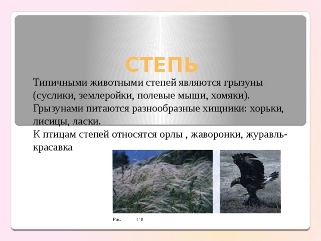 СТЕПЬ Типичными животными степей являются грызуны (суслики, землеройки, полевые мыши, хомяки). Грызунами питаются разнообразные хищники: хорьки, лисицы, ласки. К птицам степей относятся орлы , жаворонки, журавль-красавка 