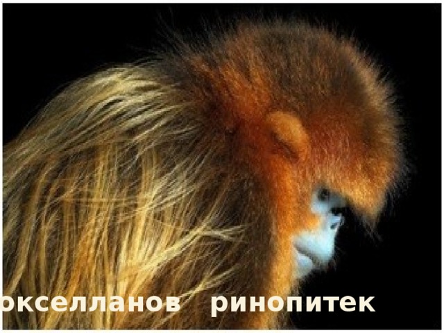 Рокселланов ринопитек 