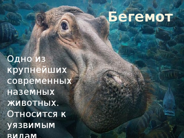 Бегемот Одно из крупнейших современных наземных животных. Относится к уязвимым видам. 