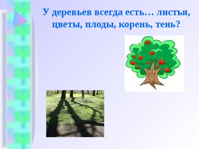 У деревьев всегда есть… листья, цветы, плоды, корень, тень? 