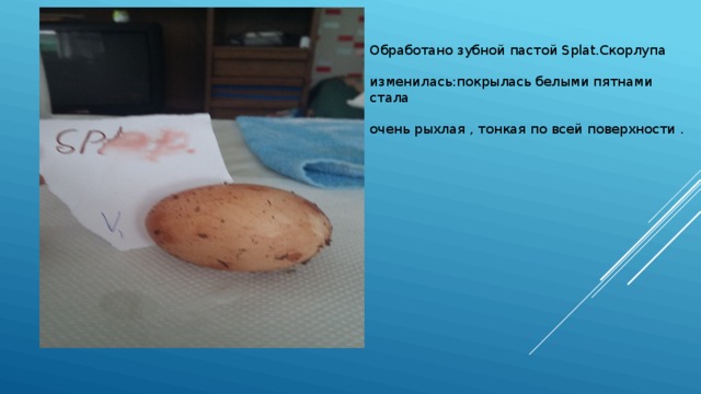 Обработано зубной пастой Splat.Скорлупа изменилась:покрылась белыми пятнами стала очень рыхлая , тонкая по всей поверхности . 