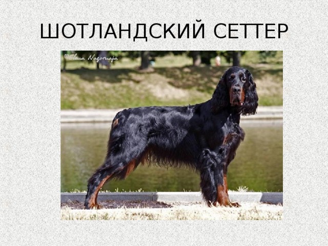 ШОТЛАНДСКИЙ СЕТТЕР 