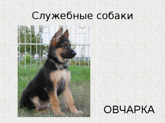 Служебные собаки ОВЧАРКА 