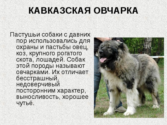 КАВКАЗСКАЯ ОВЧАРКА   Пастушьи собаки с давних пор использовались для охраны и пастьбы овец, коз, крупного рогатого скота, лошадей. Собак этой породы называют овчарками. Их отличает бесстрашный, недоверчивый посторонним характер, выносливость, хорошее чутьё. 